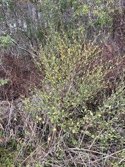 Baccharis glomeruliflora