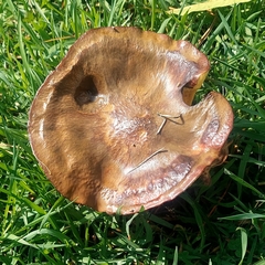 Suillus luteus