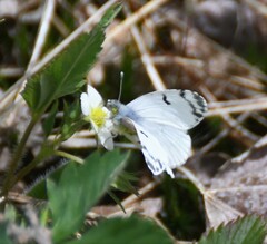 Euchloe olympia