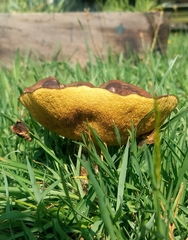 Suillus luteus