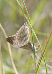 Argyrophenga antipodum