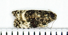 Apotomis capreana