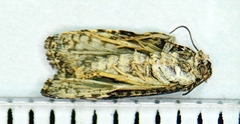 Apotomis capreana