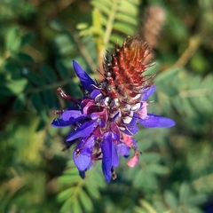 Dalea coerulea