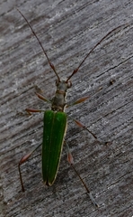 Calliprason sinclairi