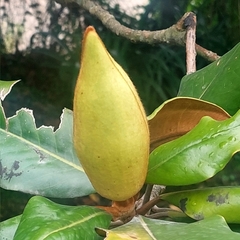 Magnolia