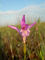 Arethusa bulbosa