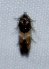 Walshia miscecolorella