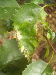Stigmella hoheriae