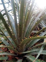 Puya aequatorialis