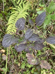 Verbena scabra