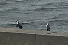 Phalacrocorax varius