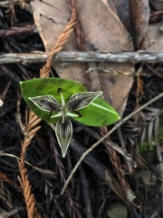 Scoliopus bigelovii