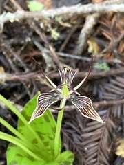 Scoliopus bigelovii