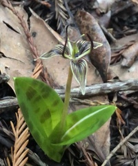 Scoliopus bigelovii