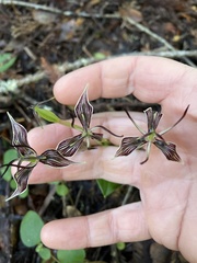 Scoliopus bigelovii