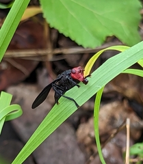 Bromophila caffra