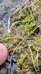 Ranunculus limosella