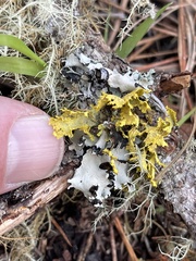 Vulpicida canadensis