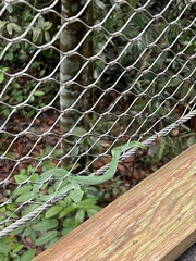 Tropidolaemus wagleri