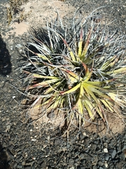 Deuterocohnia