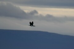 Leucocarbo magellanicus