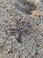 Gilia