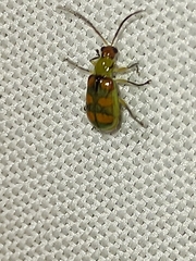 Diabrotica speciosa