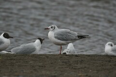 Chroicocephalus maculipennis