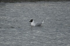 Chroicocephalus maculipennis