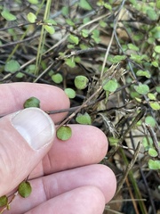 Muehlenbeckia complexa