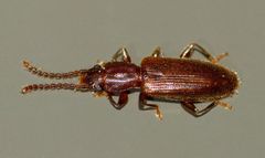 Cryptamorpha brevicornis