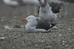 Leucophaeus scoresbii