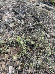 Muehlenbeckia complexa