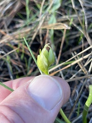 Toxicoscordion fremontii