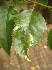 Stigmella hoheriae