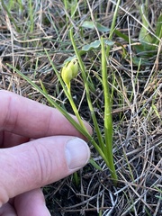 Toxicoscordion fremontii