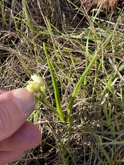 Toxicoscordion fremontii