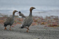 Chloephaga rubidiceps