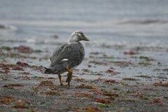 Tachyeres patachonicus