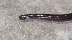 Amerotyphlops