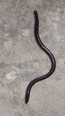 Amerotyphlops
