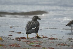 Tachyeres patachonicus