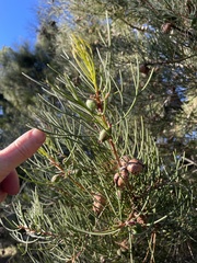 Hakea drupacea