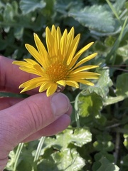 Arctotheca prostrata