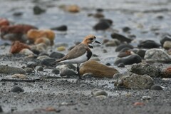 Charadrius falklandicus