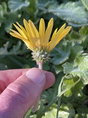 Arctotheca prostrata