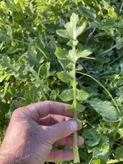 Arctotheca prostrata