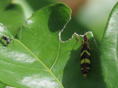 Raphirhinus phosphoreus