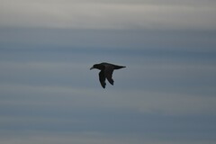 Macronectes giganteus